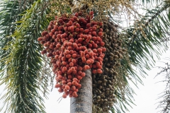hawaii-dole_plantation-1