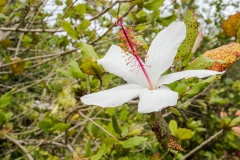 hawaii-dole_plantation-10
