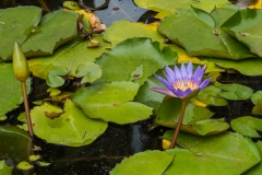 hawaii-dole_plantation-11