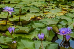 hawaii-dole_plantation-12