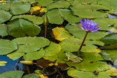hawaii-dole_plantation-13