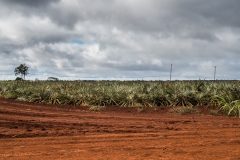hawaii-dole_plantation-16