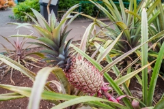 hawaii-dole_plantation-18
