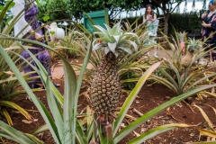 hawaii-dole_plantation-19