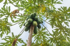 hawaii-dole_plantation-2