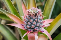 hawaii-dole_plantation-20