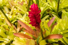 hawaii-dole_plantation-3