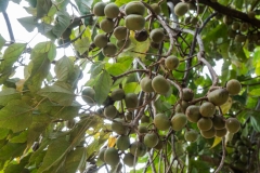 hawaii-dole_plantation-4