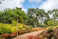 hawaii-dole_plantation-5