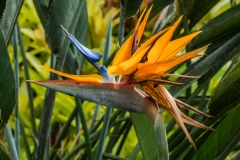 hawaii-dole_plantation-6