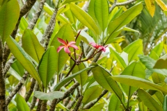 hawaii-dole_plantation-7