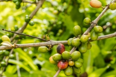 hawaii-dole_plantation-8