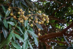 hawaii-dole_plantation-9