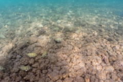 hawaii-haunama_bay-16