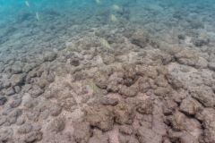 hawaii-haunama_bay-17
