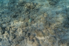 hawaii-haunama_bay-2