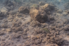 hawaii-haunama_bay-3