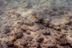 hawaii-haunama_bay-4