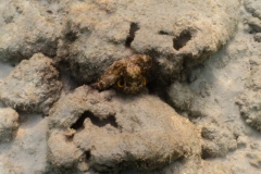 hawaii-haunama_bay-5
