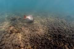 hawaii-haunama_bay-7