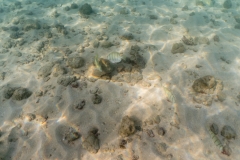 hawaii-haunama_bay-9