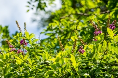 hawaii-hoomaluhia_garden-10