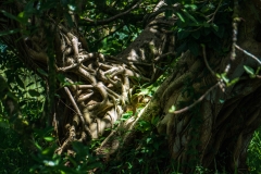 hawaii-hoomaluhia_garden-11