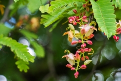 hawaii-hoomaluhia_garden-12