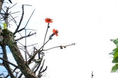 hawaii-hoomaluhia_garden-13