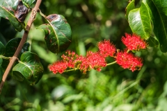 hawaii-hoomaluhia_garden-14