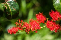 hawaii-hoomaluhia_garden-15