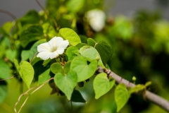 hawaii-hoomaluhia_garden-16