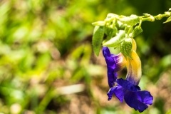 hawaii-hoomaluhia_garden-17