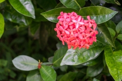 hawaii-hoomaluhia_garden-18