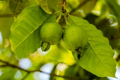 hawaii-hoomaluhia_garden-19