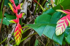 hawaii-hoomaluhia_garden-20