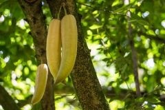 hawaii-hoomaluhia_garden-21