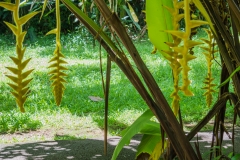 hawaii-hoomaluhia_garden-22