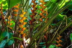 hawaii-hoomaluhia_garden-23