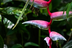 hawaii-hoomaluhia_garden-24