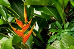 hawaii-hoomaluhia_garden-25