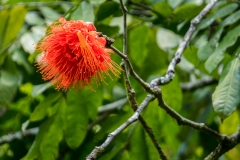 hawaii-hoomaluhia_garden-26