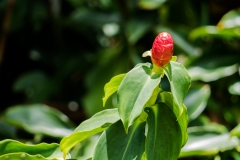 hawaii-hoomaluhia_garden-27