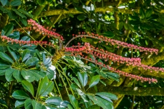 hawaii-hoomaluhia_garden-28