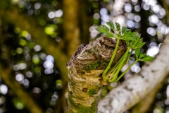 hawaii-hoomaluhia_garden-29