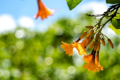 hawaii-hoomaluhia_garden-30