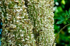 hawaii-hoomaluhia_garden-31