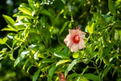 hawaii-hoomaluhia_garden-32