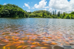 hawaii-hoomaluhia_garden-33