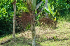 hawaii-hoomaluhia_garden-34